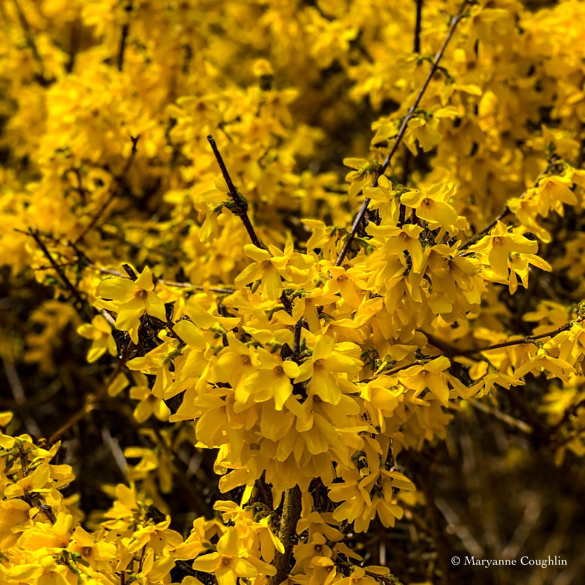 MinuteVacations's tweet photo. Spring yellow. Makes me #happy π #momentsofbeauty #beautiful #garden #shotwithiphone
#mobilephotography #mobilecapure #massachusetts #newengland #newenglander #newenglandlife #flowerphotography #flowerphoto #inthegarden #thephotohour #stormhour #macrohour @LensAreLive @PicPoet https://t.co/m8nMJfrg7G