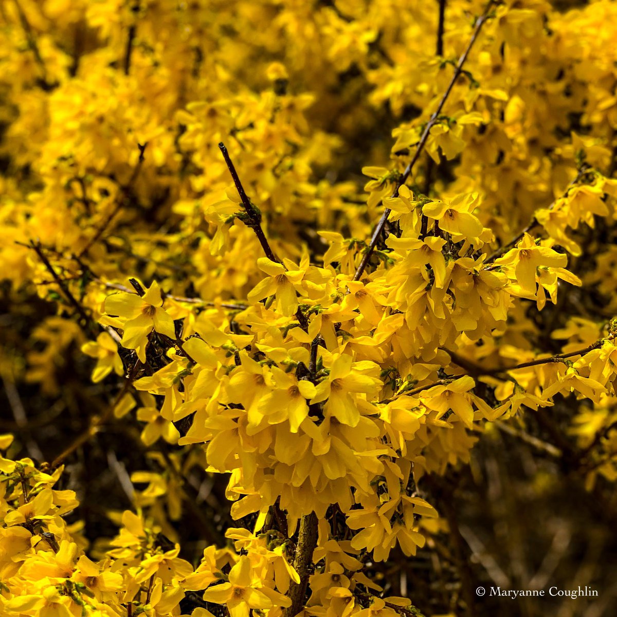 Spring yellow. Makes me #happy 😀 #momentsofbeauty #beautiful #garden #shotwithiphone
#mobilephotography #mobilecapure #massachusetts #newengland #newenglander #newenglandlife #flowerphotography #flowerphoto #inthegarden #thephotohour #stormhour #macrohour @LensAreLive @PicPoet