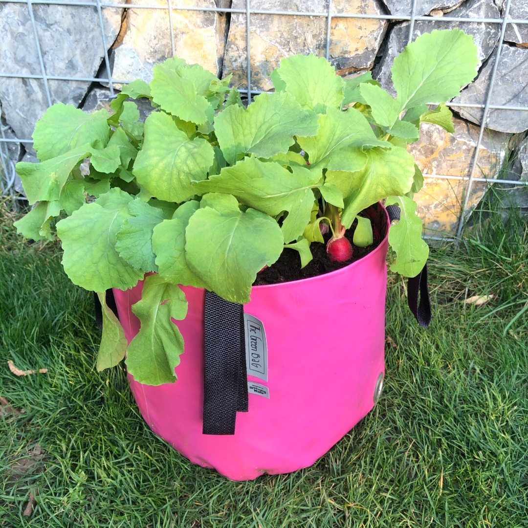 BloomingWalls's tweet photo. Do you like Radishes? โบ๏ธ๐ฑ
#bloomingwalls #thegreenbag #plants #planter #vegetable #urbangarden #garden #gardening #urbanjungle #greenfingers #greenthumb #inspiration #secretsofgreen #plantslover #smallgardennoproblem #plantaholics
#ubanjunglebloggers https://t.co/BarW67i85M