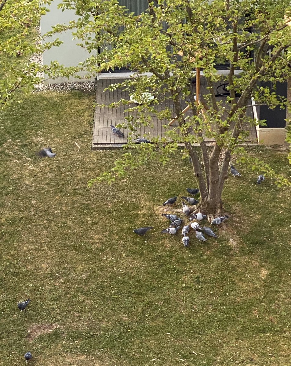 dbersit's tweet photo. Menschen kann ich ja verstehen, aber die Tauben, die sollten es doch wissen... #COVID19 #coronavirus #SocialDistancing https://t.co/v9eddtdWjS