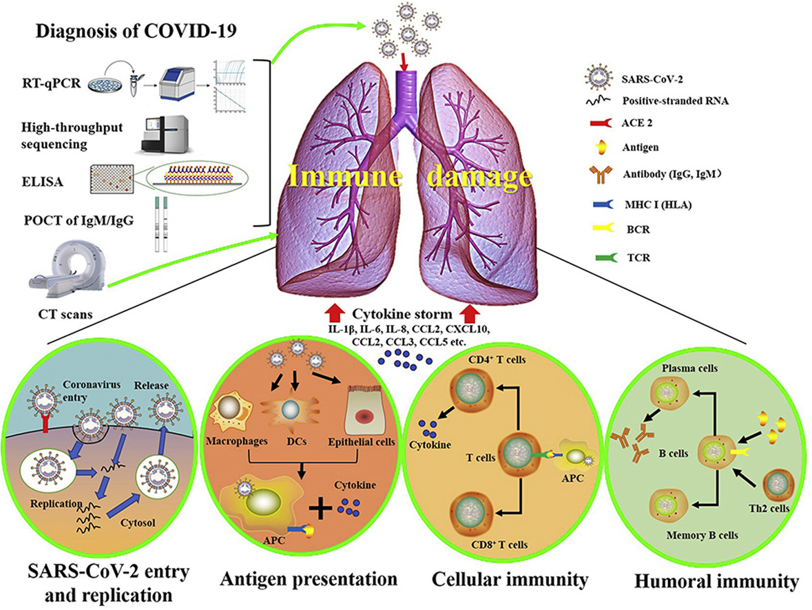 M2 produce anti-inflammatory cytokines (i.e. IL-4, IL-10, and TGF-beta) that facilitate tissue repair & promote angiogenesis.Do parts of this seem familiar? They should.The cytokine profile seen in HLH mirrors what is seen in COVID-19 because both create a robust M1 response!