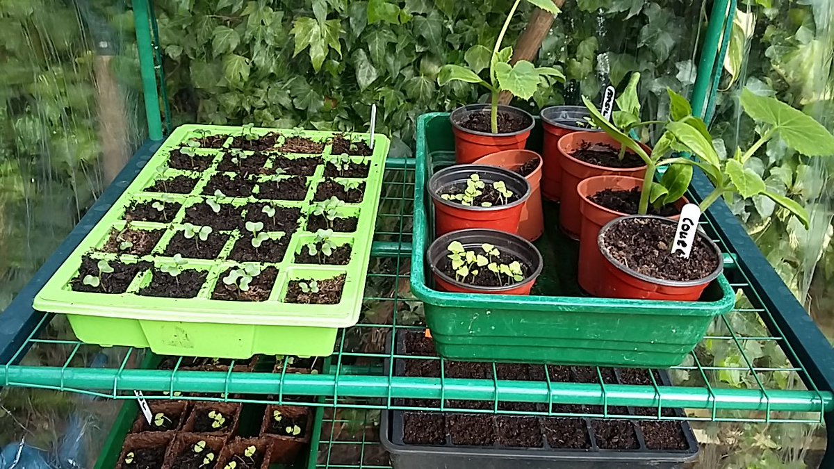 ScienceBea's tweet photo. BEA Gardening Club may be on hold but that hasn't stopped our pupils and teachers from continuing their hard work. Meet Sid the pumpkin, grown from seed by one of our year 7 pupils along with some cabbage, basil and courgette plants. What are you growing? https://t.co/m48tNufjAG
