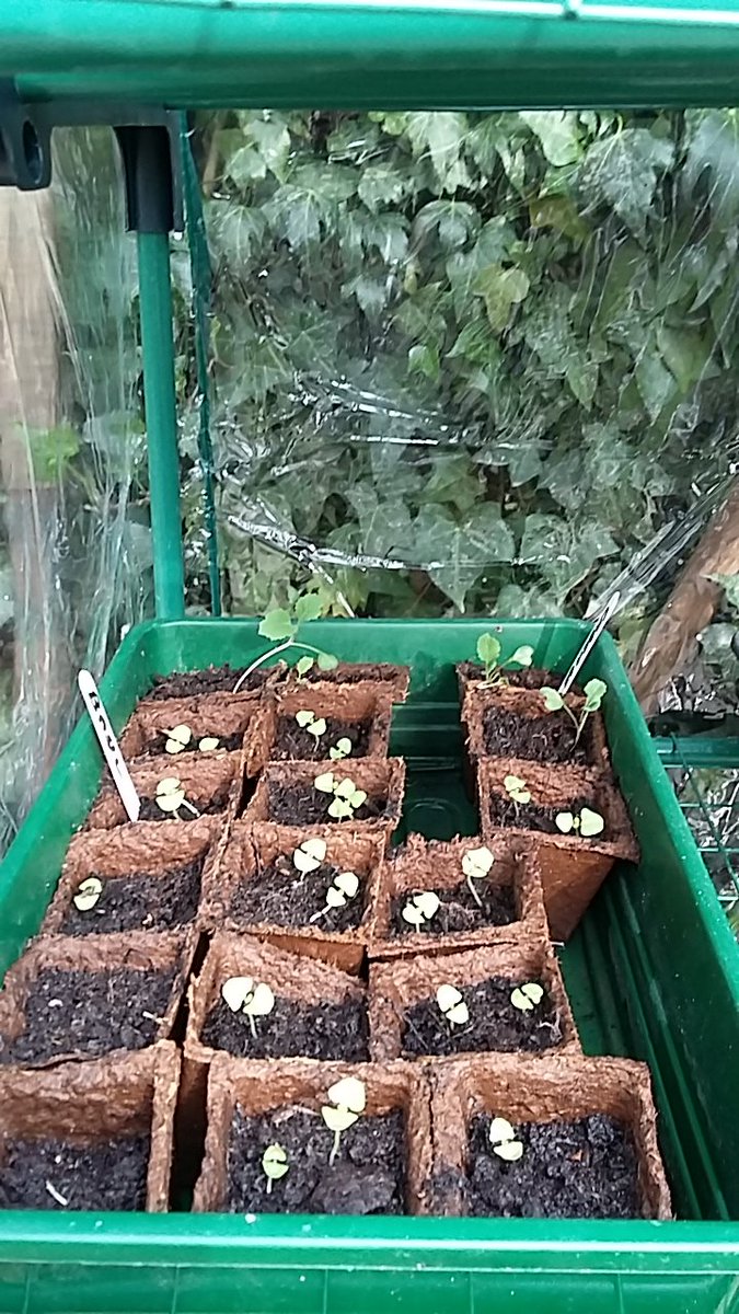 ScienceBea's tweet photo. BEA Gardening Club may be on hold but that hasn't stopped our pupils and teachers from continuing their hard work. Meet Sid the pumpkin, grown from seed by one of our year 7 pupils along with some cabbage, basil and courgette plants. What are you growing? https://t.co/m48tNufjAG
