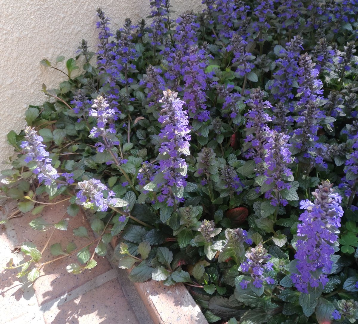 こころんグリーン در توییتر 知人宅の花壇に アジュガがたくさん咲いていました ブルーの花が集まって 一斉に開いています 青い絨毯がいっぱい広がっていました アジュガ ブルー 絨毯 花 春 園芸品種 春の花 園芸 ガーデニング 熊本市北区 熊本