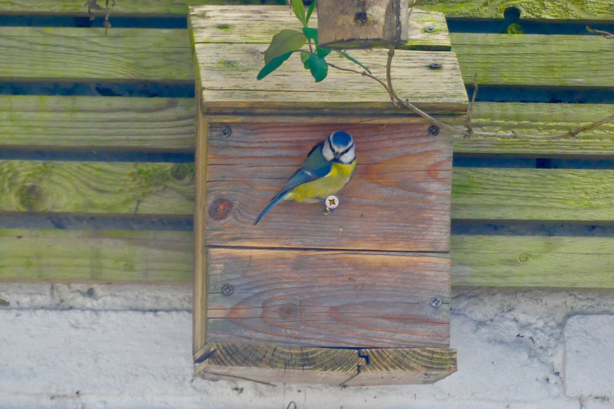SalvageSplinter's tweet photo. It seems daft to chop down trees to make #bird nesting boxes. Far better to make them from reclaimed wood like these. https://t.co/8hRrsIOyRv #Brighton #Spring #birdwatching #nature #lockdown https://t.co/Q8rYEBGLuN