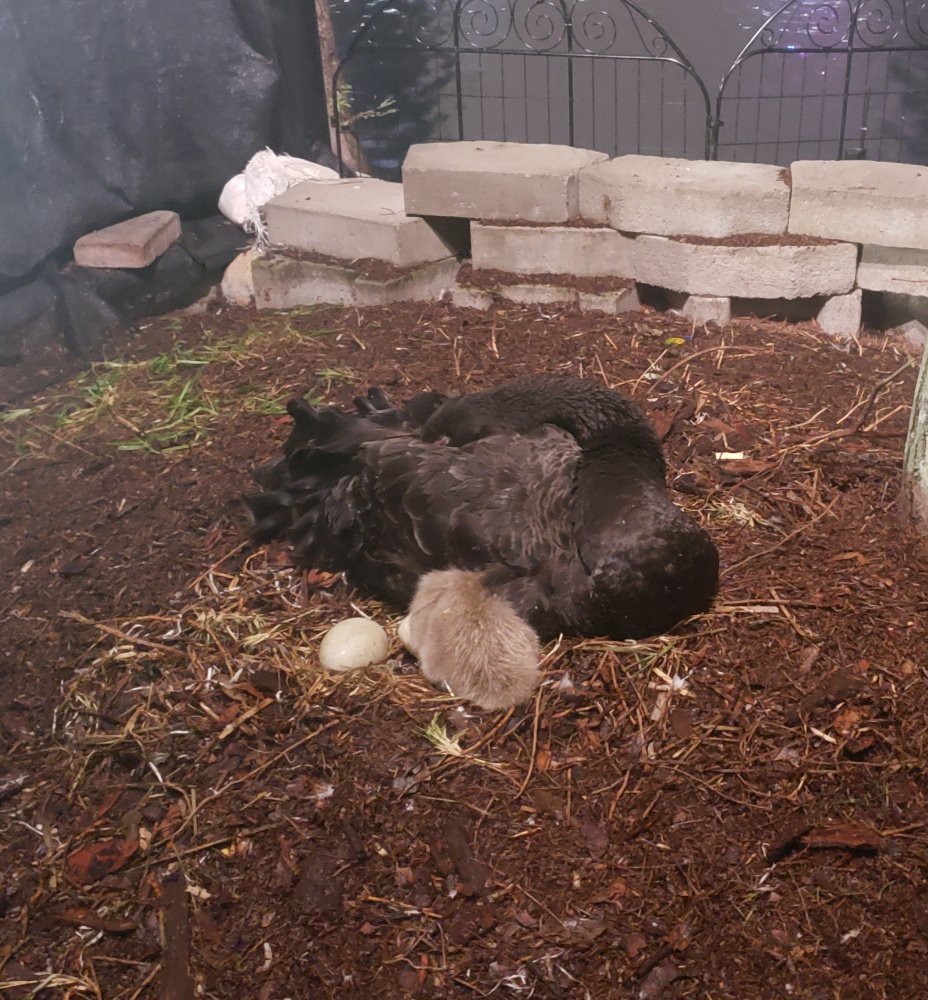 orlrentals's tweet photo. .@talkradiojoe SOMEtimes, you CAN return to the nest. #AMomThing https://t.co/gfSOcOzxL0