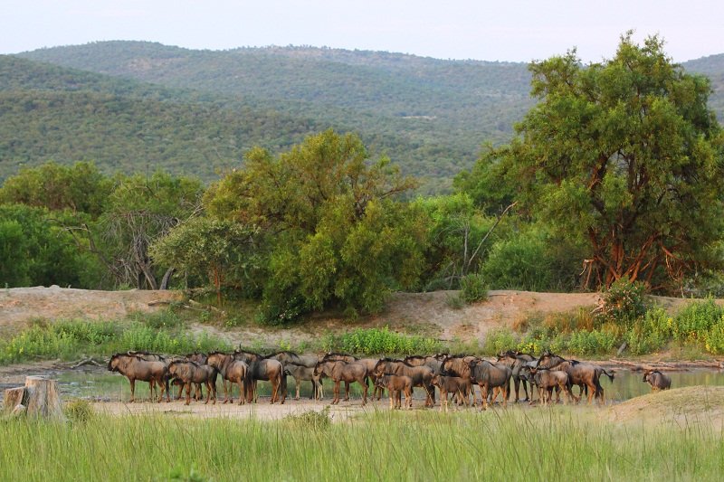 BushTimeMabula's tweet photo. Mabula memories to last until we can all go there again... 

#BushTimeAtMabula https://t.co/0dIWCpzD5z