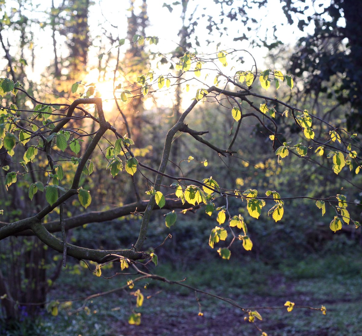 Isolation Observation. 

#lockdown #DailyExercise