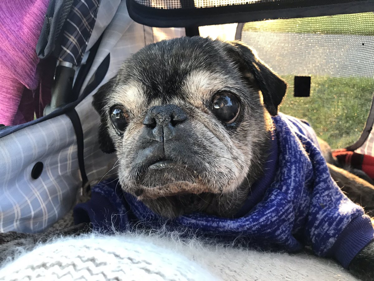 citizengatsby's tweet photo. How does this little #pug’s bladder hold so much urine? His urinary incontinence has gone into overdrive over the past week or so. It’s almost like water goes right through him. #olddogproblems https://t.co/QNvHbCC2Ey