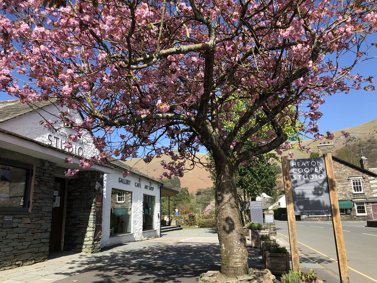 For those missing #grasmere and the studio, here’s our beautiful cherry blossom #heatoncooper #lockdown #cherryblossom #Cumbria #lakedistrict