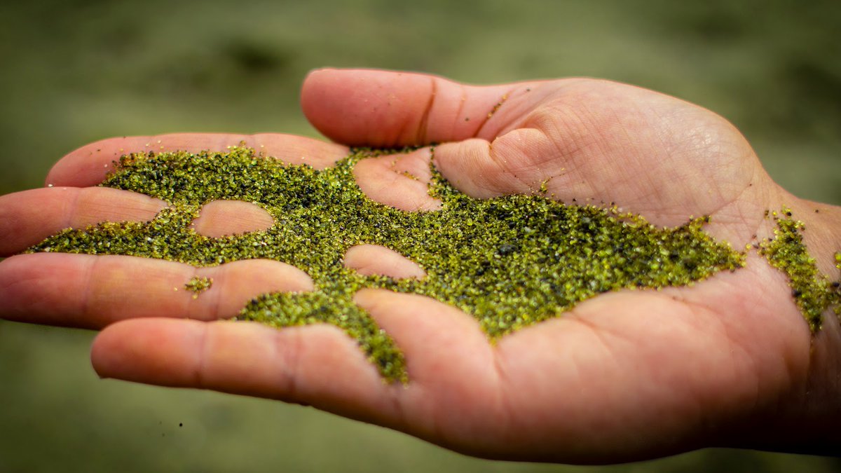 Mais toutes les plages d'Hawaï ne sont pas noires, bien au contraire. Certaines d'entre elles sont couvertes d'un sable vert. Cette couleur vient de l'Olivine, un minéral présent en grande quantité dans les roches du manteauPhotos : lareina ting, jay on flickr, et siim sepp