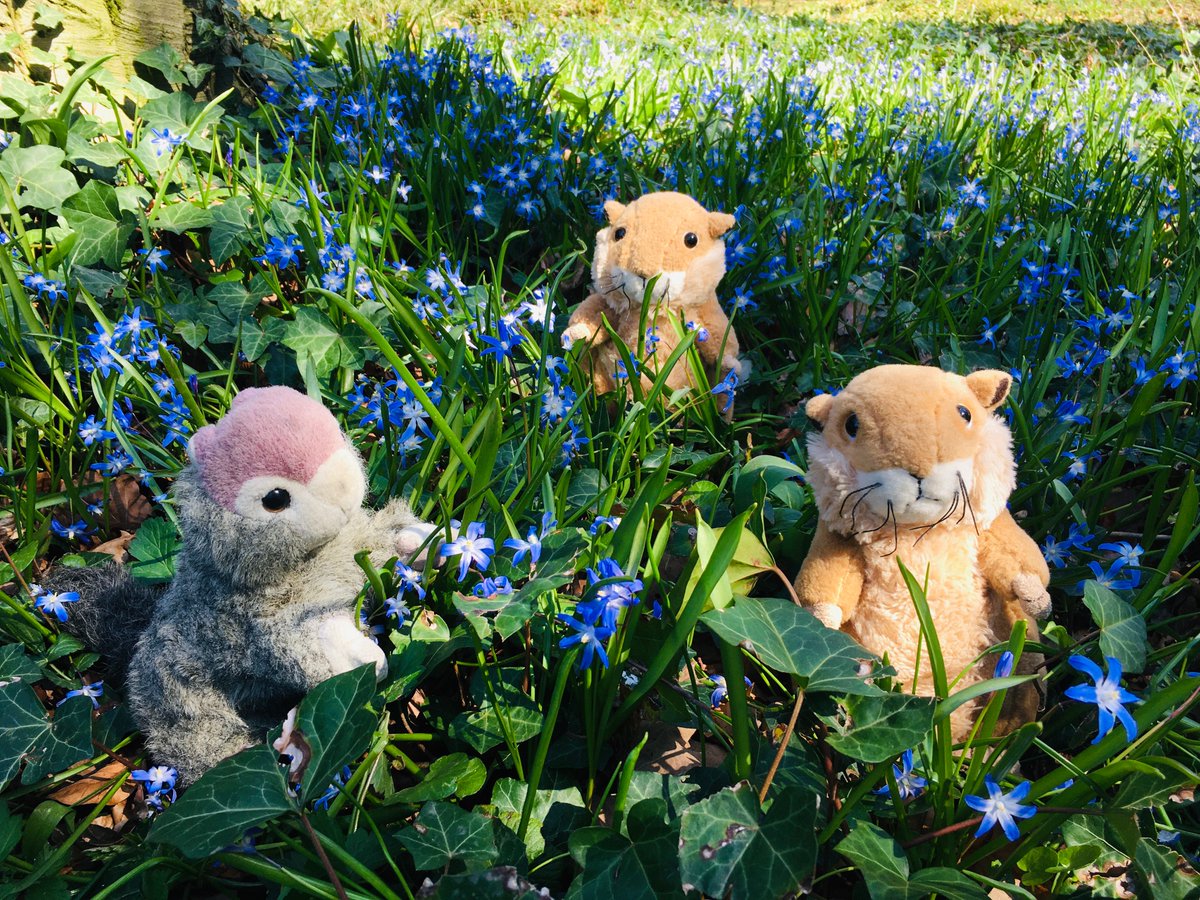 from_utah's tweet photo. Enjoy beautiful springtime
#prairiedogs #bestfriends #outdoor #spring2020 https://t.co/2Z64wnzPPv