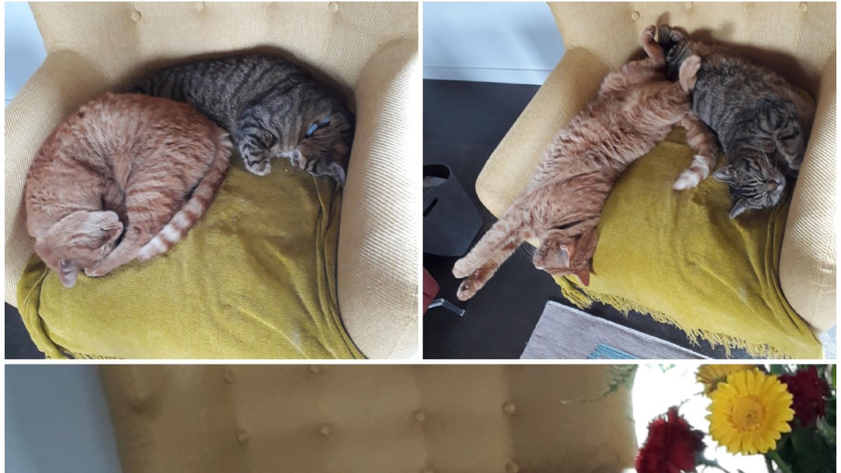 Avec le confinement, nous pouvons voir des moments plus mignons avec nos matous. 
Aujourd'hui les chats adoptés par une bénévole : 
En allant se coucher puis au réveil 😸