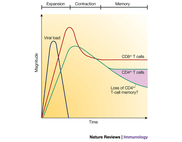 Negative feedback of this M1 response depends on generation of a humoral response and removal of the inciting stimulus.T-cells play an equally important role in viral regulation as well as the generation of an appropriate B-cell antibody response.