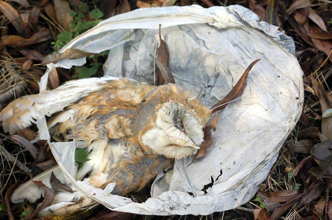 aplastic_planet's tweet photo. @NightSkyLantern Fabio Paduanelli still intent on killing wildlife. Welsh councils all instigated #SkyLanterns ban. Now England and Scotland must follow @LGAcomms @LGANews @DefraGovUK @DefraNature @CommonsEFRA @CommonsEAC https://t.co/CKrUlO4f6x