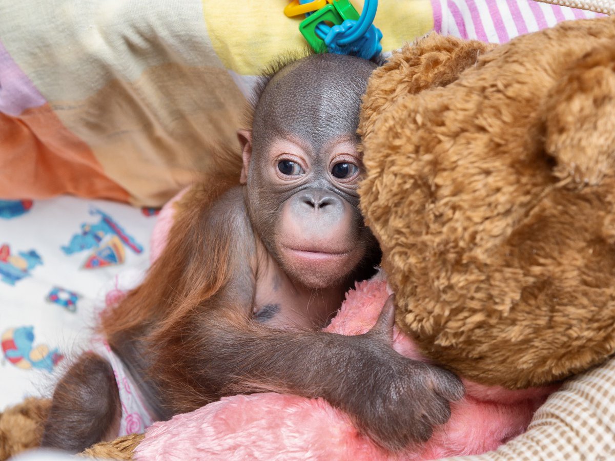 nskzoo's tweet photo. О ВРАЧАХ, ЛЕЧАЩИХ И СПАСАЮЩИХ ЖИЗНИ
https://t.co/dbHsv0jJr8 https://t.co/FcqBHQYvBc