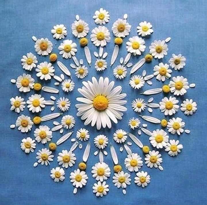 HelloFlowerFest's tweet photo. #mandala à base de #paquerettes
#HelloFLOVVER reviendra en pleine forme
#memepasfleur #LIGHTmyFLOWER
#flowerart #hippielifestyle #flowerpower https://t.co/rC3ttgnhdd