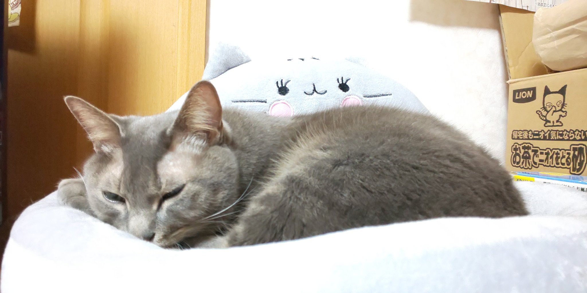 マイニャンバーカード Twitter Search Twitter