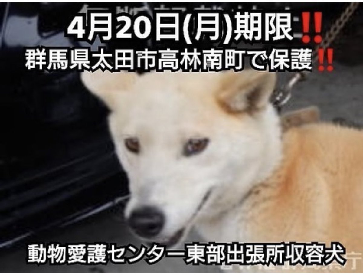 タコ ちゃん No Twitter 迷子犬 迷い犬 群馬県前橋市嶺町 雑種 中型 前橋保健所収容犬 迷子犬 迷い犬 群馬 群馬県 群馬県動物愛護センター 前橋市 迷子 迷子犬の掲示板 迷子犬情報 迷子犬捜索 迷子関東 迷子 迷子犬 群馬県犬 伊勢崎市 伊勢崎 タコ ちゃん No Twitter 迷子犬 迷い犬 群馬県前橋市嶺町 雑種 中型 前橋保健所収容犬 迷子犬 迷い犬 群馬 群馬県 群馬県動物愛護センター 前橋市 迷子 迷子犬の掲示板 迷子犬情報 迷子犬捜索 迷子関東 迷子 迷子犬 群馬県犬 伊勢崎市 伊勢崎