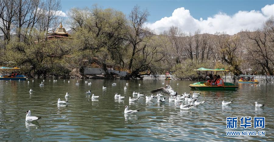 CGTNFrancais's tweet photo. Photos prises le 14 avril, montrant les paysages printaniers du parc #Lukhang, situé derrière le Palais du Potala, à Lhassa, dans la région autonome du #Tibet. Avec la remontée des températures, les fleurs près du Palais du Potala s’épanouissent. (Photos /Xinhua) https://t.co/kYefuS3bPB