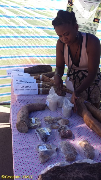 Démonstration du KMCC #Ambanja sur les échantillons d'Ignames au Foire Meva d'#Antsiranana, #Madagascar @TeamKMCC @Darwin_Defra