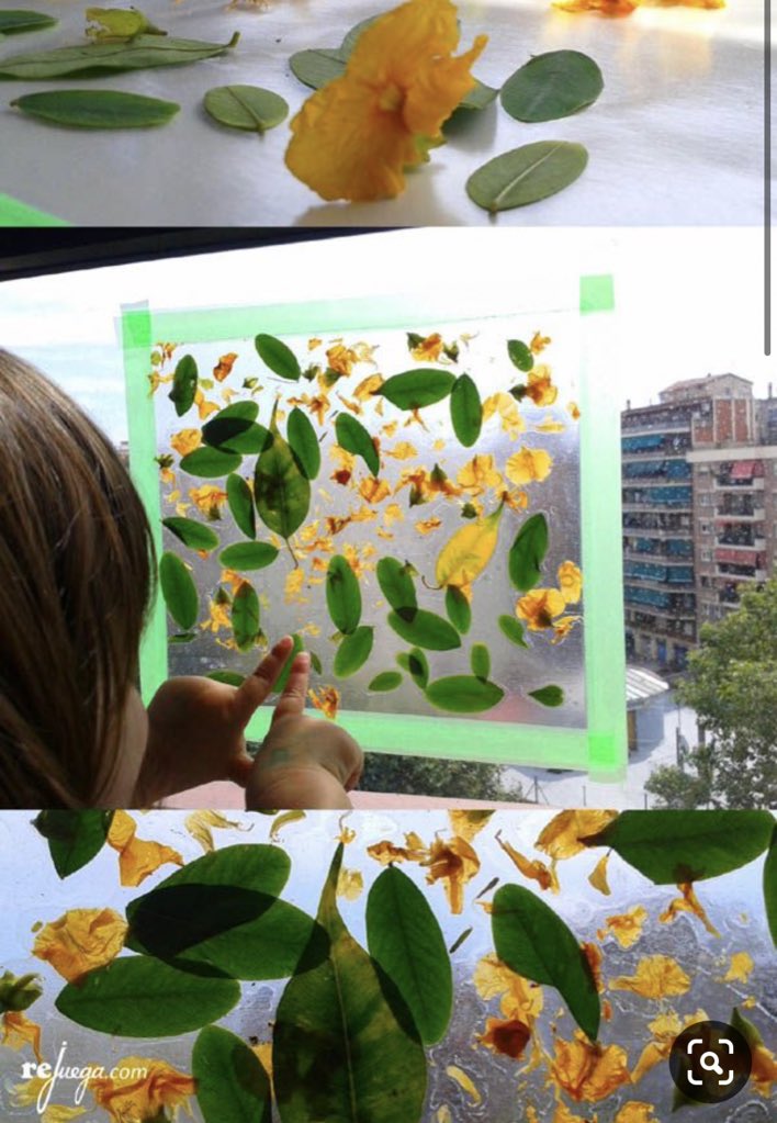 MartaCogeces's tweet photo. Cogemos hojas, plantas, flores que tengamos por casa y las ponemos a la luz del sol, así las analizaremos. Veremos entonces los nervios de las hojas y como son por dentro.
#EstrategiasCCSS  #DCSUVA . https://t.co/xNs9XtXOpD