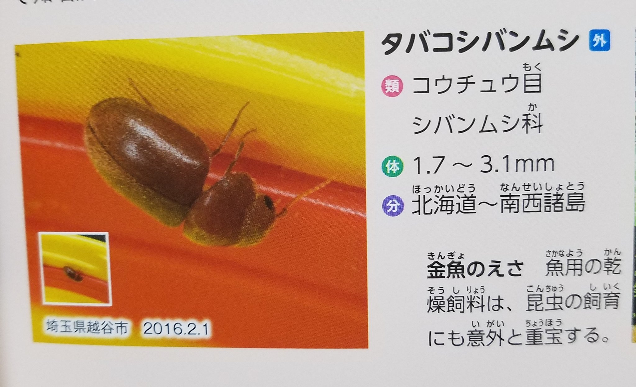 タバコシバンムシ Twitter Search Twitter