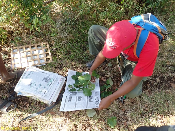 Collecte herbiers de l'équipe du KMCC #Ambanja dans la foret d'#Anjiabe, Région #Diana, #Antsiranana, #Madagascar @TeamKMCC