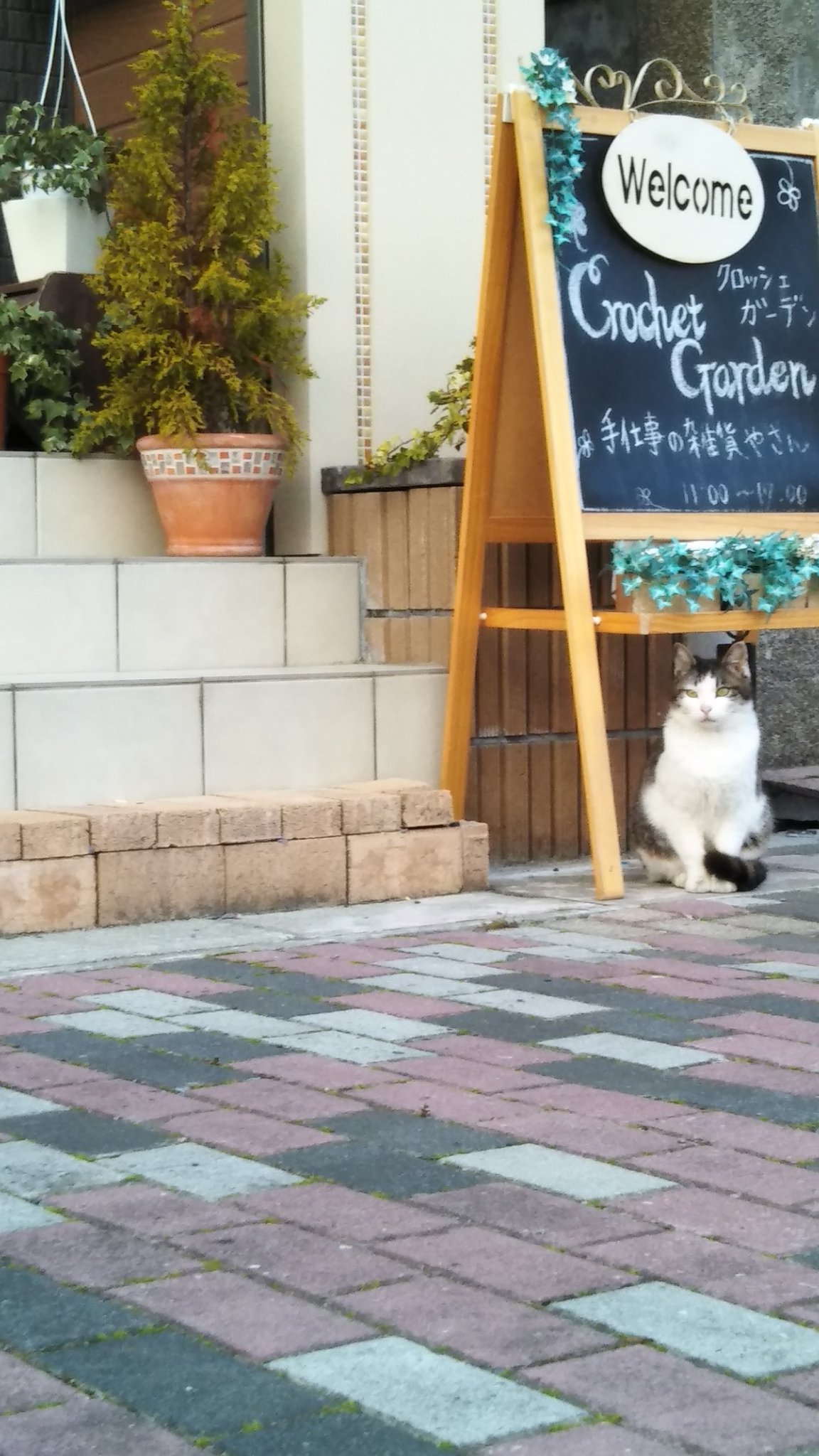 Showko 中村尚子on Twitter 看板猫 T Co Yvu4bh7lpg Twitter Showko 中村尚子on Twitter 看板猫 T Co Yvu4bh7lpg Twitter