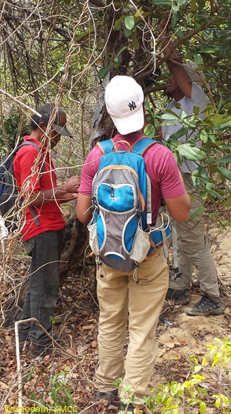 Inventaire CEPF effectué par les équipes du KMCC dans l'AP #Montagne des #Francais, Région #Antsiranana, #Madagascar @TeamKMCC