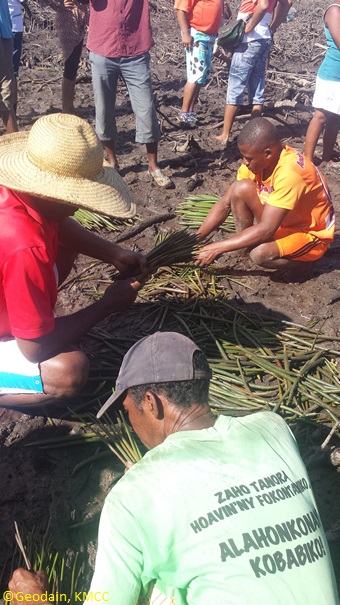 Plantation des mangroves durant la journée mondiale de l'envionnement a #Ambalahoko #Ambanja, Région #Diana, #Antsiranana, #Madagascar @TeamKMCC