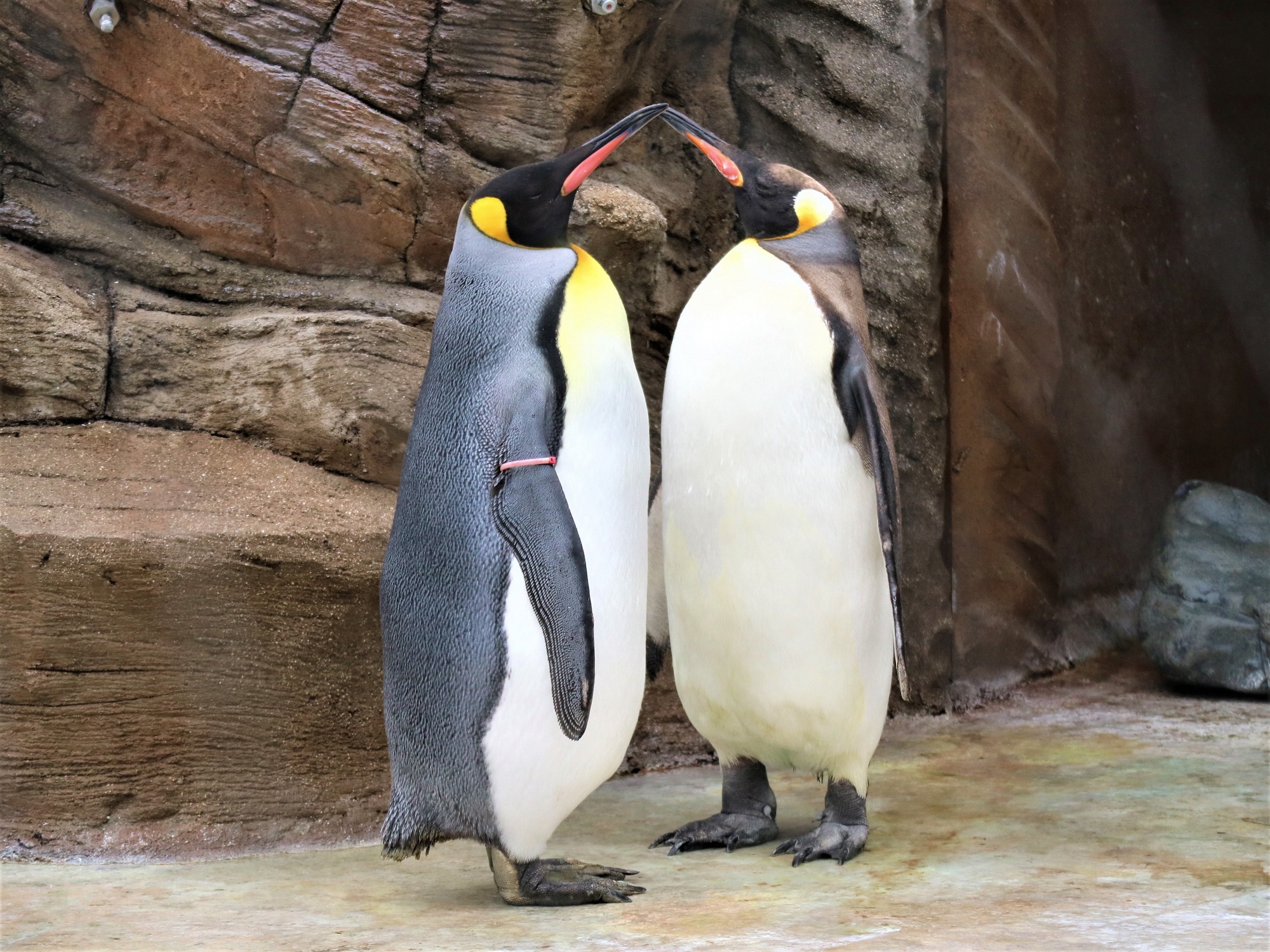 名古屋市東山動植物園 東山リプキャン 今日は ペンギン 東山にはオウサマペンギン フンボルトペンギン キタイワトビペンギンがいますよ 動物園だけでなく水族館の写真もお待ちしてまーす 休園中の動物園水族館 東山動植物園 Zoo 动物园 동물원 名古屋市東山動植物園 東山リプキャン 今日は ペンギン 東山にはオウサマペンギン フンボルトペンギン キタイワトビペンギンがいますよ 動物園だけでなく水族館の写真もお待ちしてまーす 休園中の動物園水族館 東山動植物園 Zoo 动物园 동물원