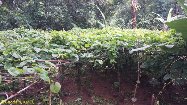 Plot de démonstration du Cobas du site a  #Maevatanana  #Bobantsetra, Région  #Diana,  #Antsiranana,  #Madagascar @TeamKMCC @Darwin_Defra