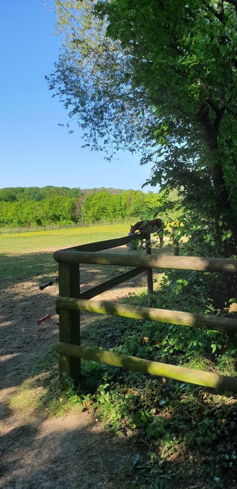MayenneEnPhotos's tweet photo. Photos prises à Argentré mardi.

Merci à @mr53200 (instagram) pour ces magnifiques photos de la campagne mayennaise.

#mayenne #mayenneenphotos #campagne #soleil #sun #argentre https://t.co/3GLRD9KPOP