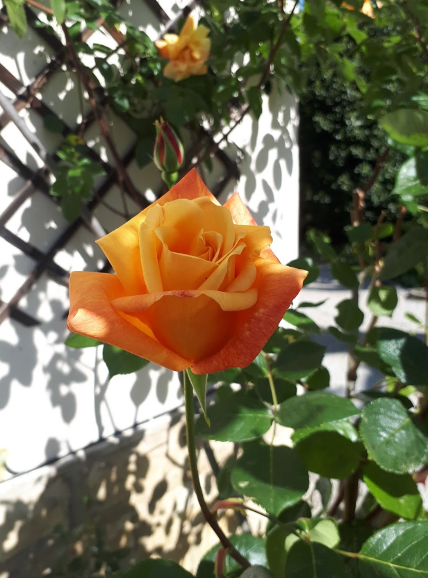 johnmdudley's tweet photo. @clara_saraceno The official #opticstwitter sommeliers are @Ariel_Levenson and @sylvaingigan so I leave the champagne to them! Meanwhile ... from my garden. This is really great news !! https://t.co/8BNCCFXiQX