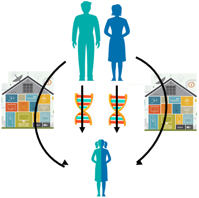 Dynastic effects refer to the way that indirect genetic effects can be picked up in genotype-phenotype associations. Parental genotype can indirectly influence offspring phenotype through its expression in the parental phenotype. A classic example of this is that more... 8/23