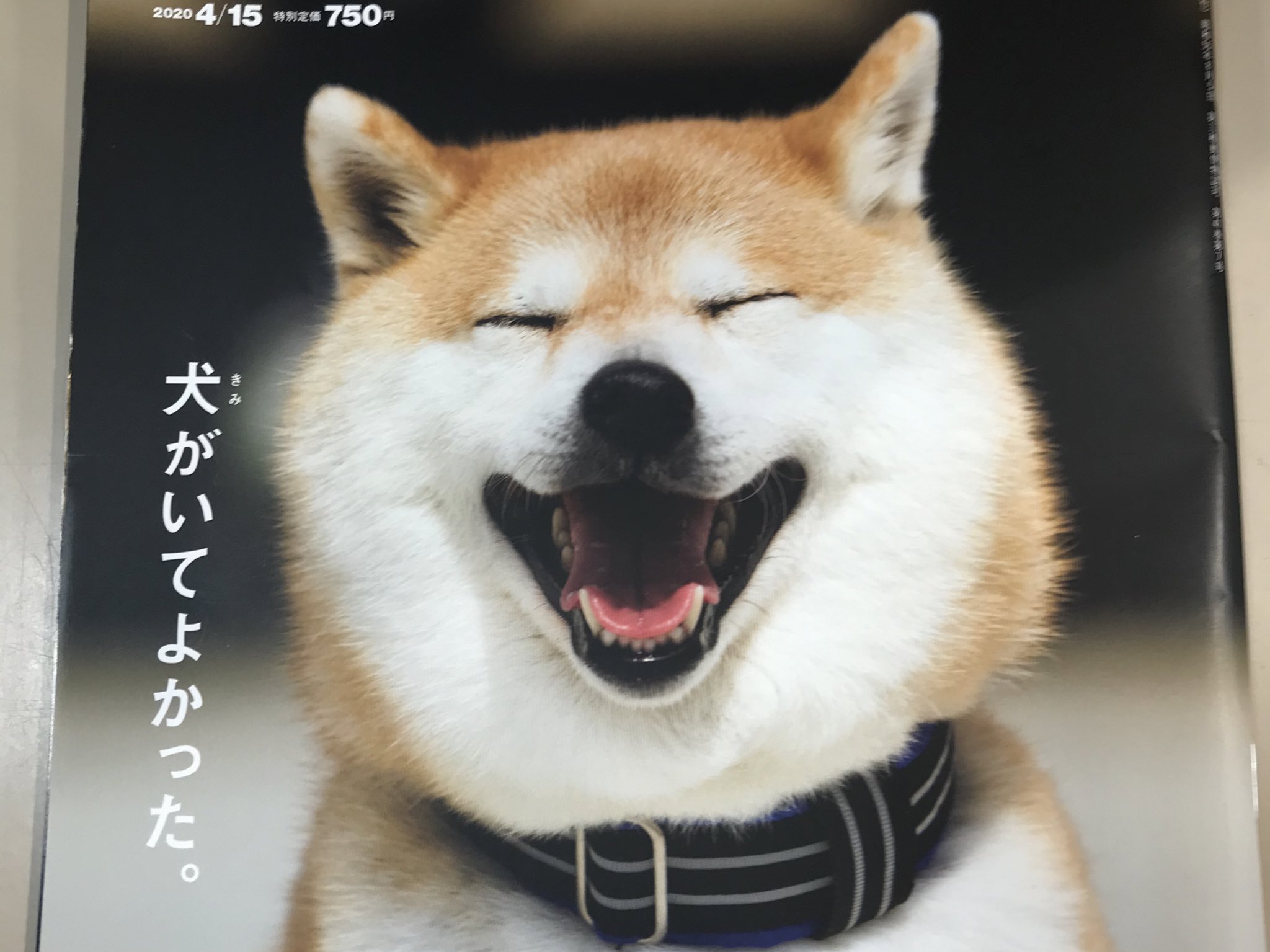 丸善仙台アエル店 昨日の新刊絵本 ぼくは犬や リンドグレーン賞の ペク ヒナ の新刊です 犬 と暮らした事のない人間でも なんとなく分かる犬の動と静が見事に表現されています そして Brutus は特集 犬がいてよかった この 柴犬 さんの笑顔