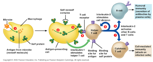 All of the above may be at play in the generation of the immune response and subsequent tissue damage:What happens to immune complexes after deposition?Macrophage (M0) phagocytosis→ antigen presentation → cytokine release → TH1 response → CD8+ T and B-cell ab response