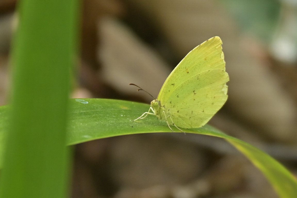 تويتر 漱石枕流 على تويتر キタキチョウ 黄蝶 By Z50 この キタキチョウ は 撮ろうと思ってもなかなか留まってくれませんよ しかも 留まっても翅を開いた所を見たことがありません いつ開くのでしょうか 昆虫 チョウ 蝶 キチョウ 黄蝶
