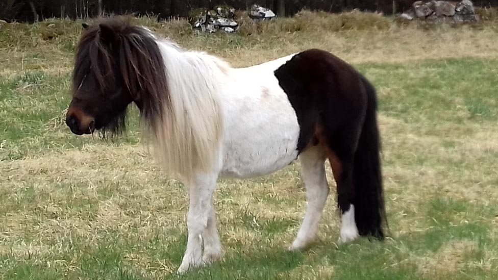 BBCNorthEast's tweet photo. Appeal from @ScottishSPCA to reunite stray pony with owners after being found in a field near Countesswells Wood, near Kingswells on the outskirts of Aberdeen. Anyone with information can contact the animal helpline on 03000 999 999. https://t.co/G9GyFiONxz