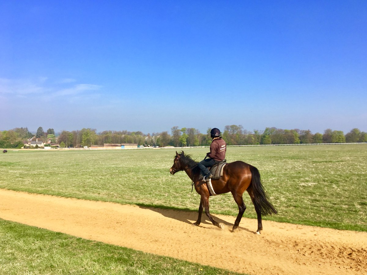 JohnWathenBerry's tweet photo. #HopeIsHigh (Jana Trnakova) very content on her way home from Side Hill on a beautiful morning @NewmarketGallop #SocialDistancing https://t.co/zcvAu6kYwc