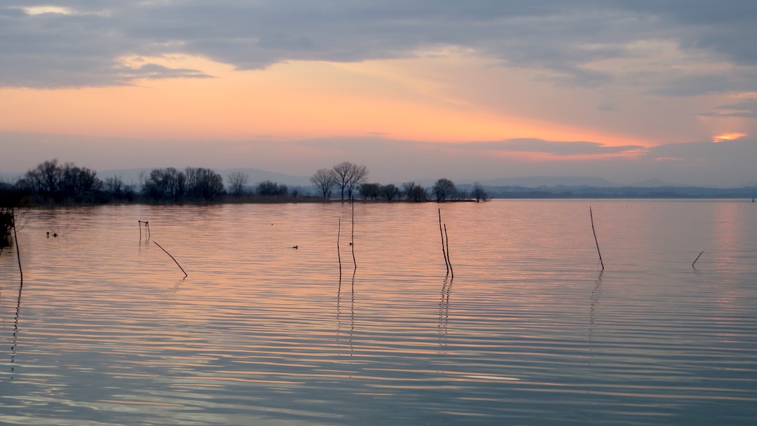 naoko_perugia's tweet photo. 21/3/2015 #夕色 の #トラジメーノ湖 で見つめ合う #カンムリカイツブリ。#水鏡 に映る木々が印象派の絵のよう。5年前の春。並ぶ #猫 もまたをかし。#イタリア #ウンブリア #Svassi innamorati #tramonto #riflessosullacqua #gatti #LagoTrasimeno #Tasimeno #Umbria #Italy https://t.co/36CmusIZxv https://t.co/wqxRltD5rh