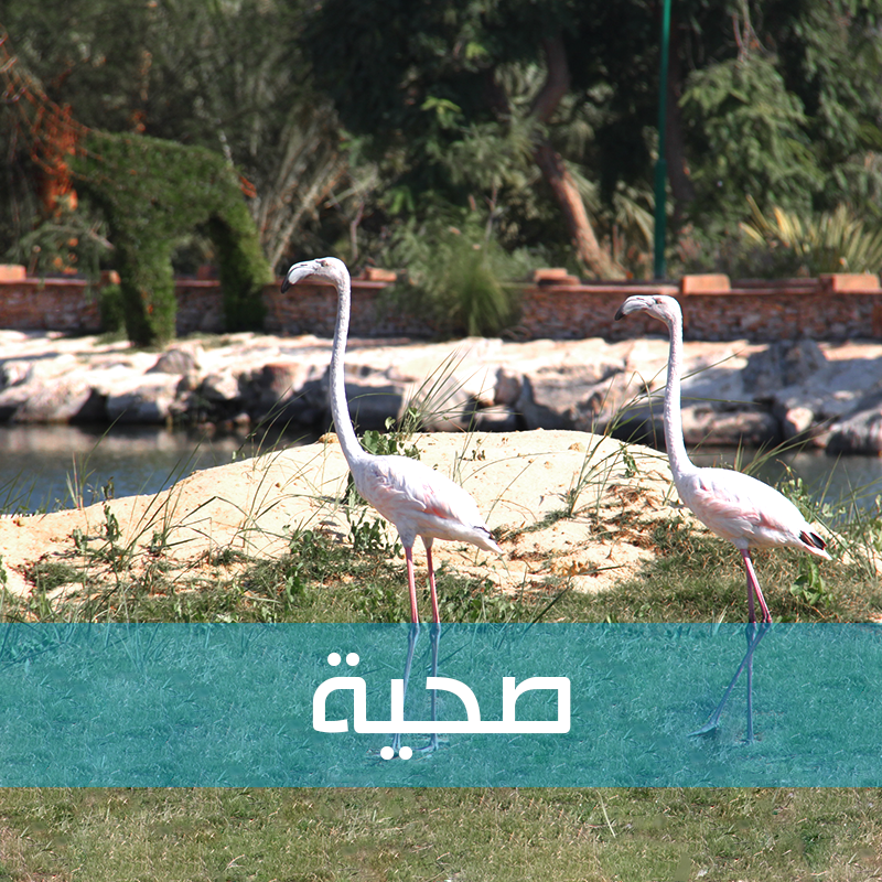 Al Solaimaneyah City tweet media