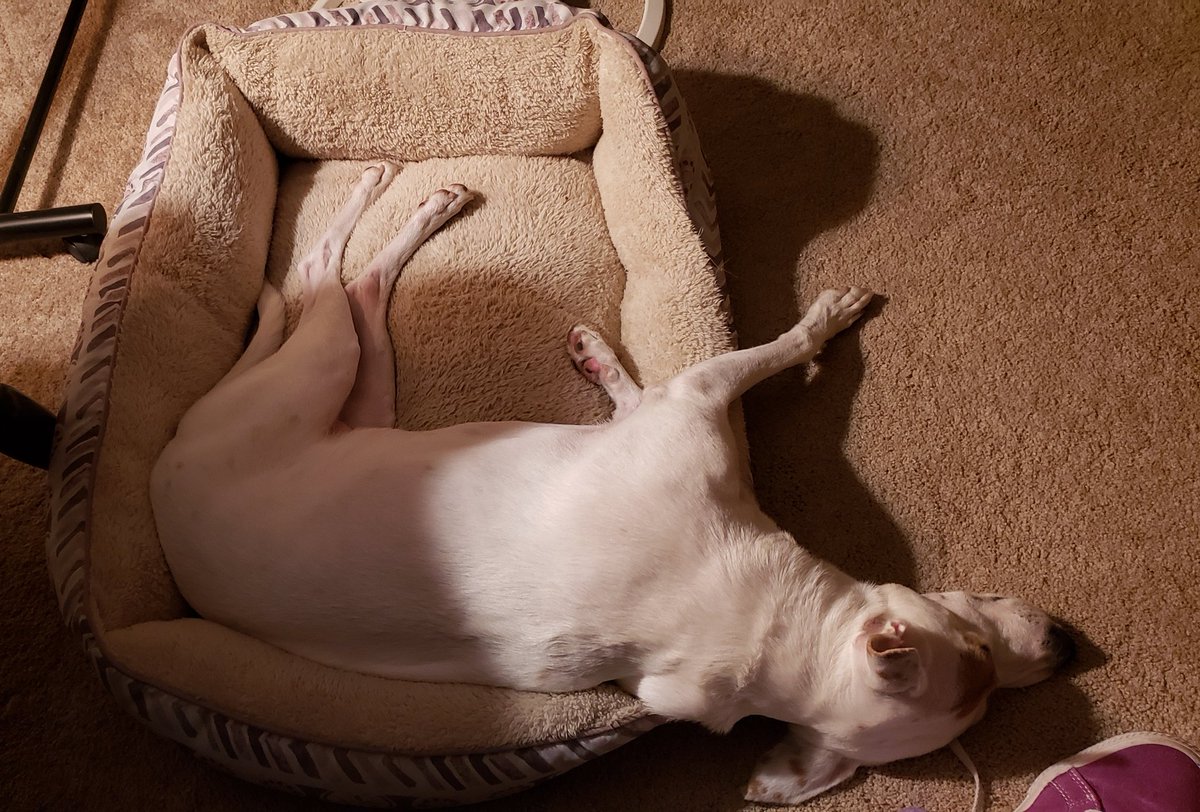 brianne1017's tweet photo. #ApparentlyThisIsComfortable #HelloMyNameIsLuna ππ https://t.co/EUybt7Jt2C