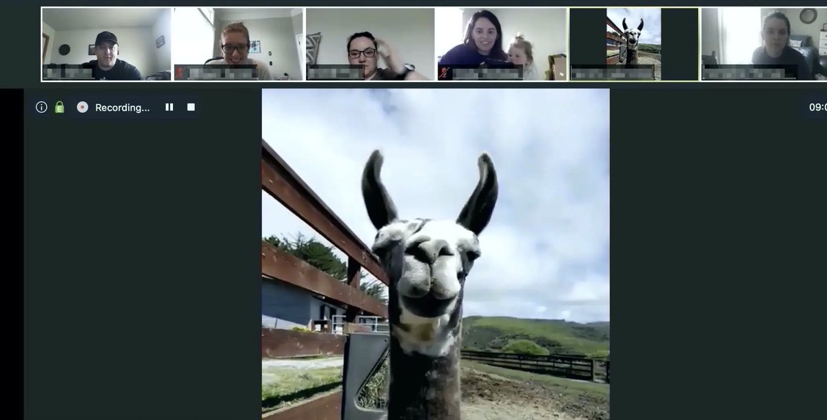 JarnoDuursma's tweet photo. Voor minder dan $100 kun je een geit of lama toevoegen aan je video-bedrijfsoverleg. Er zijn al honderden aanvragen binnengekomen bij Goat 2 Meeting! 😅😂 https://t.co/I7wTM0JjIP https://t.co/NiQwcqqyHd