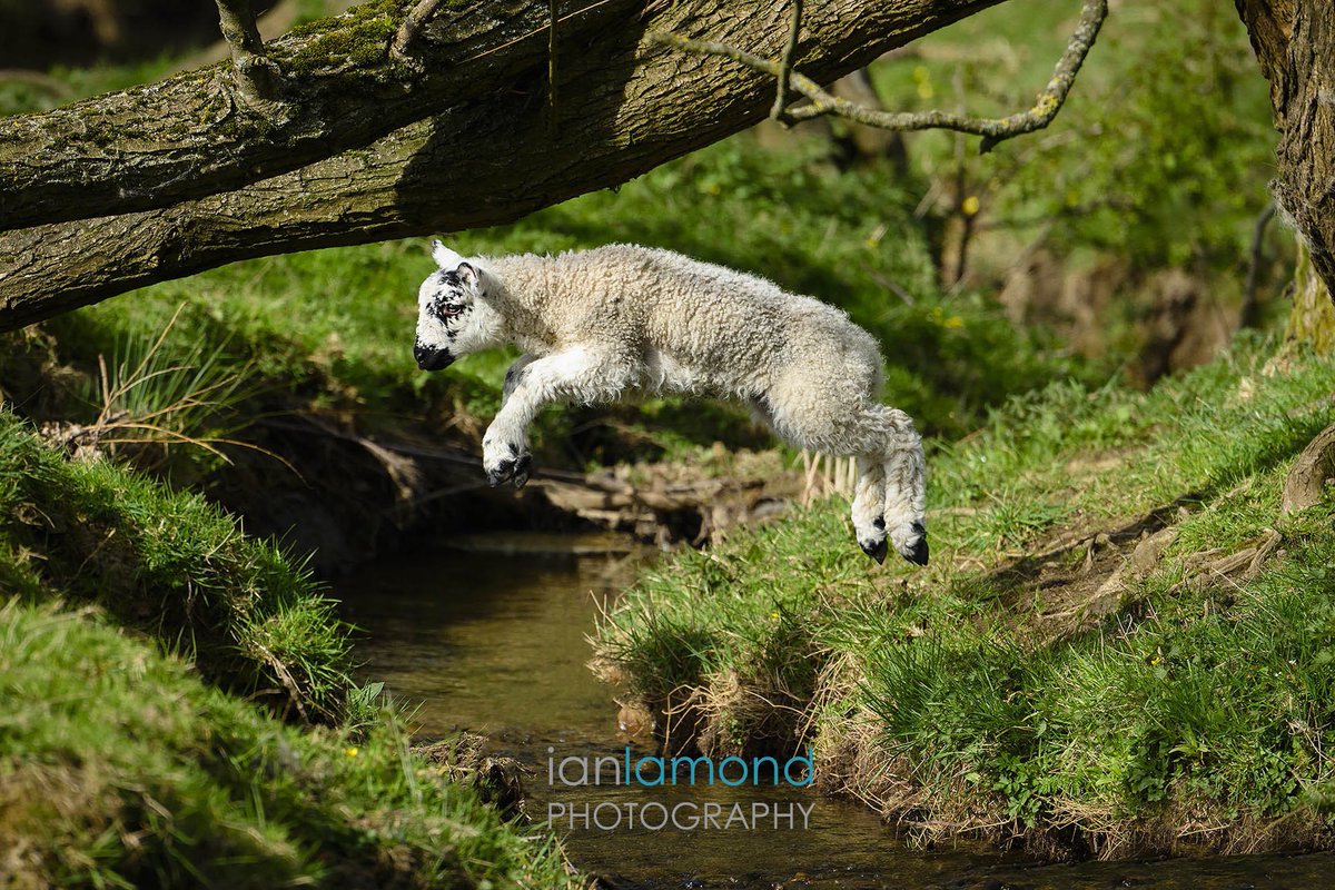 During my allocated exercise time yesterday I managed to catch this cutie having a great time in the sun.