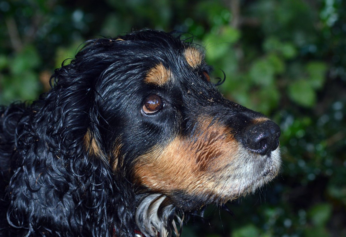 Today and always I shall remember Ruby as the most courageous, life loving, eccentric, cheeky, happy, noisy, caring, protective dog I have known over nearly a decade. She was never just a pet, but always a member of our family.