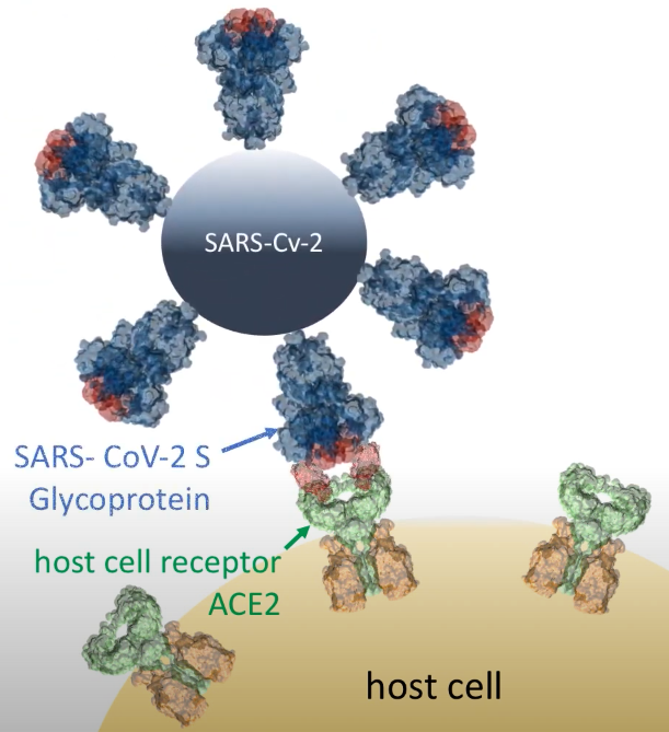 InterAx and Prof. <a href="/JanaSelent/">Jana Selent</a> from the <a href="/hospitaldelmar/">Hospital del Mar</a> (IMIM) collaborates to identify antiviral drugs COVID-19 treatment by combining virtual screening of a 3D-structural database and assessing the effectiveness of these compounds to block viral entry.
interaxbiotech.com/apr-2020/