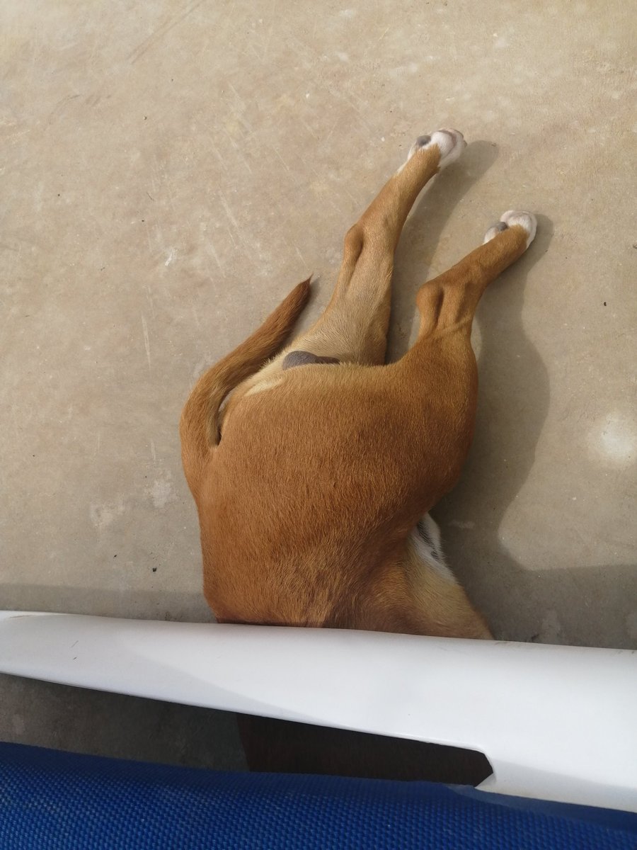 Me llama mi madre que está comprando y yo salgo al patio a hablar, me siento en la tumbona. Mi perro :