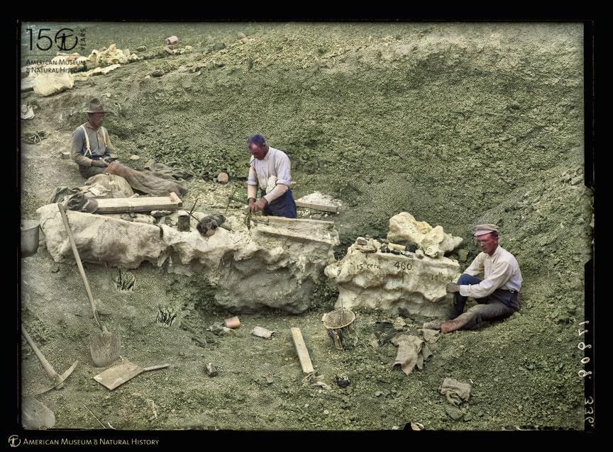 AMNH's tweet photo. It’s the Museum’s 150th anniversary—and to celebrate we’re posting archival photos! This #tbt image is from July of 1899. The dinosaur being excavated is Apatosaurus! Did you know? Plaster jackets (like the ones seen here) are *still* used to safely transport fossils! #AMNH150 https://t.co/9Dm85mTVBn